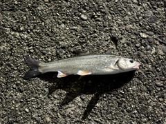 ウグイの釣果
