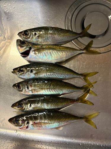 アジの釣果