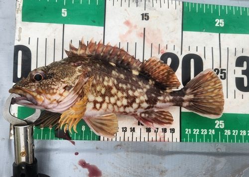 東京湾（富津〜金谷）