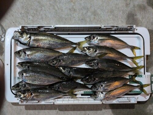 マアジの釣果
