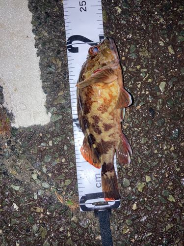 カサゴの釣果