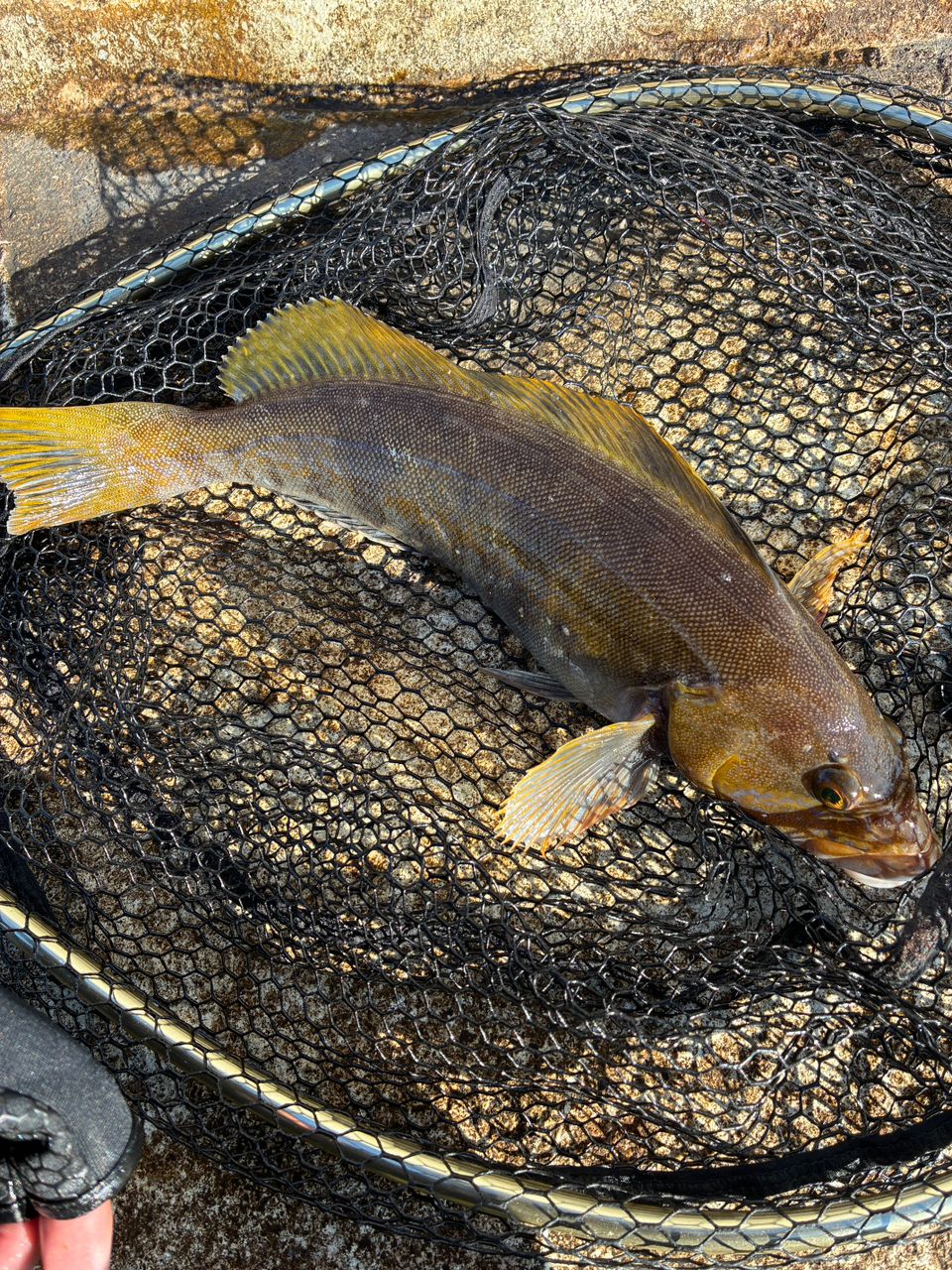 Megabass 20礁楽 SL-811XXHCの最安値・インプレ・釣果 | 本音の口コミ