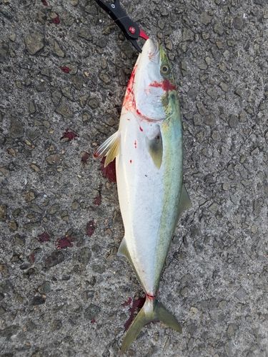 一万トン岸壁（姫路）