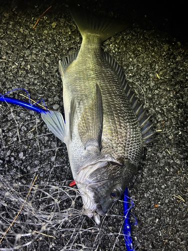 チヌの釣果