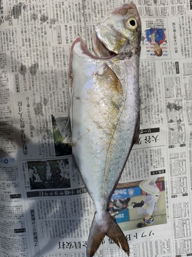 ネリゴの釣果