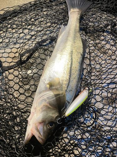 シーバスの釣果