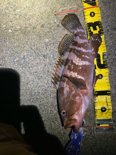 キジハタの釣果