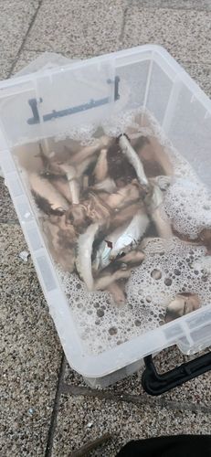 ウルメイワシの釣果