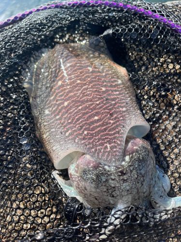 コウイカの釣果