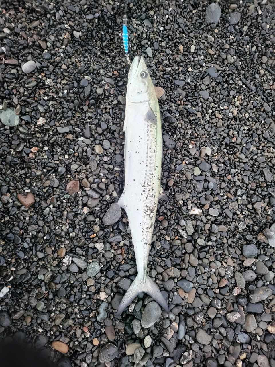 Jackson サーフトライブ STHS-1082MLの最安値・インプレ・釣果 | 本音