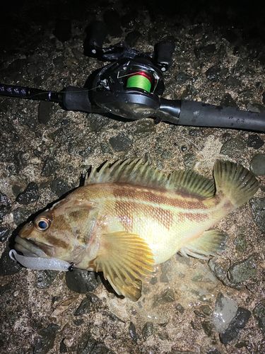 シマソイの釣果