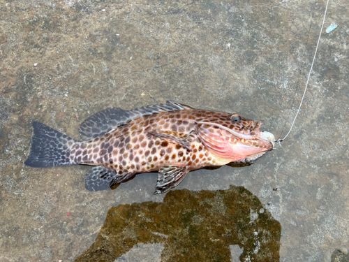 オオモンハタの釣果