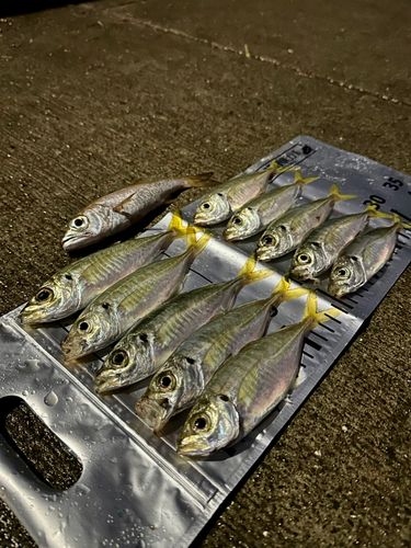 アジの釣果