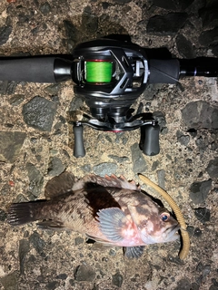 ムラソイの釣果