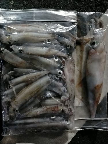 スルメイカの釣果
