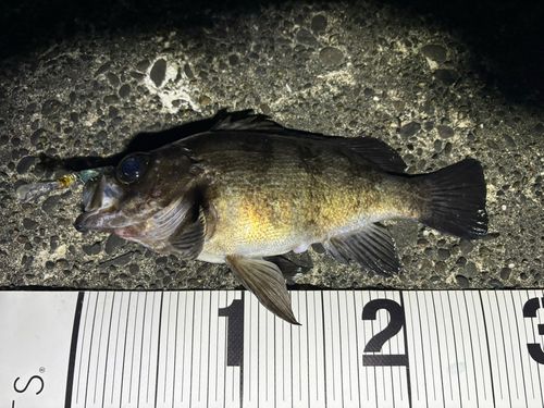 メバルの釣果