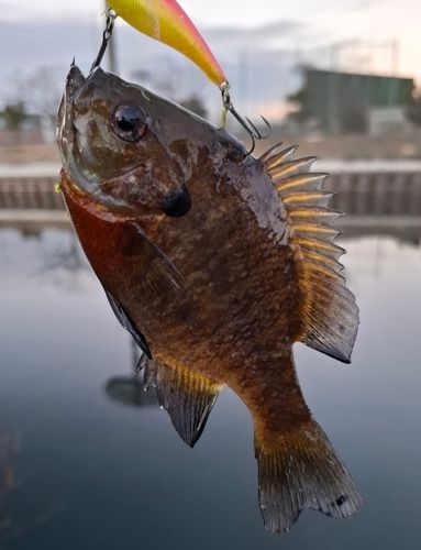 ブルーギルの釣果
