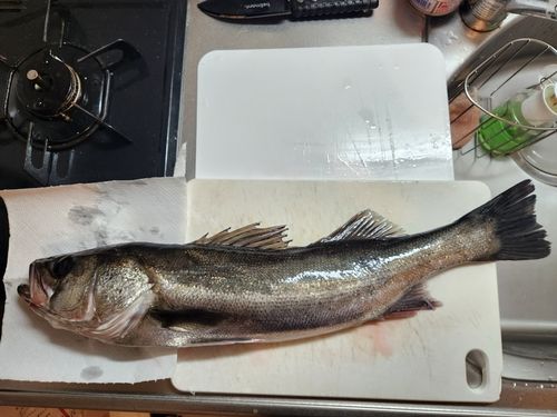 マダカ（マルスズキ）の釣果