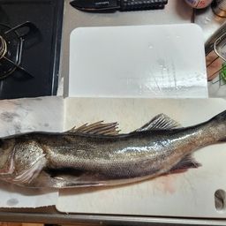 マダカ（マルスズキ）