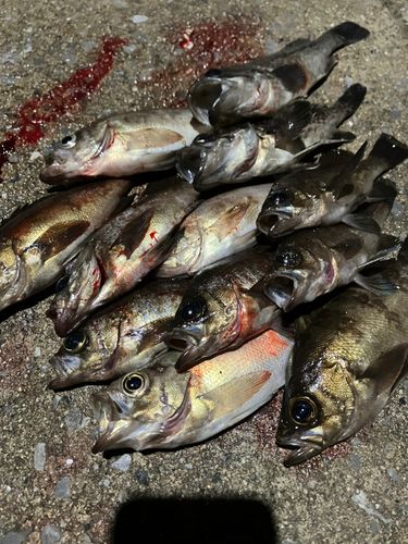 シロメバルの釣果