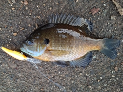 ブルーギルの釣果