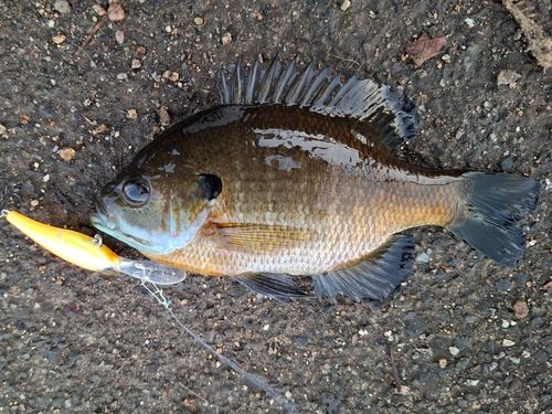 ブルーギルの釣果