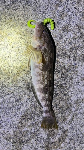 アイナメの釣果