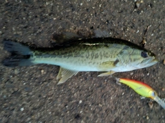 ブラックバスの釣果