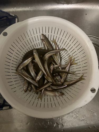 ワカサギの釣果