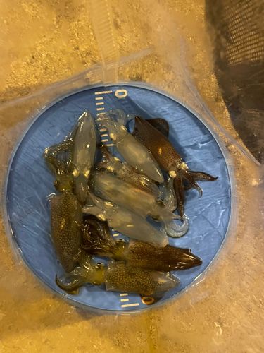 ヒイカの釣果