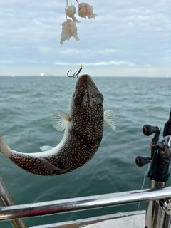 ショウサイフグの釣果