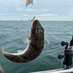 ショウサイフグ