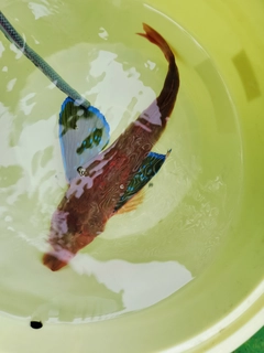 ホウボウの釣果