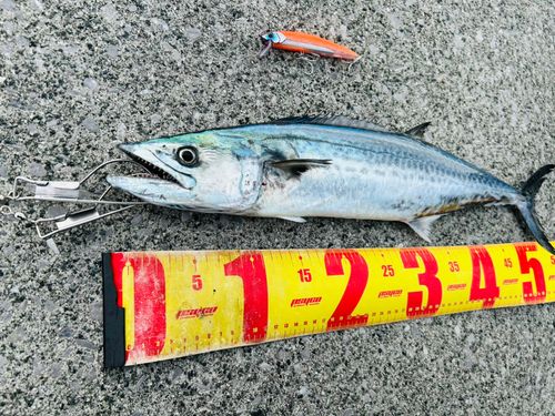 サゴシの釣果