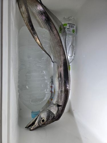 タチウオの釣果