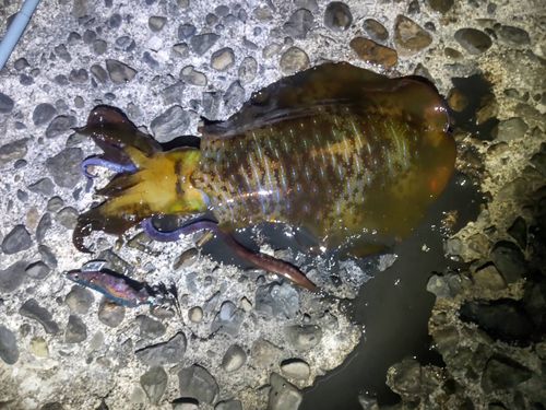 アオリイカの釣果