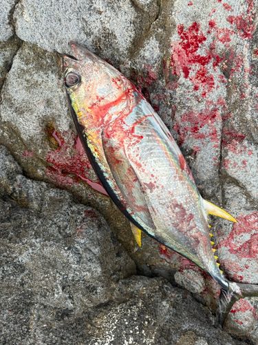 キハダマグロの釣果