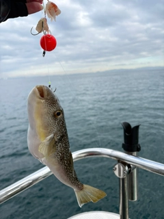 ショウサイフグの釣果