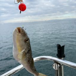 ショウサイフグ