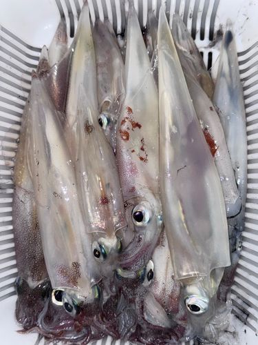 ヤリイカの釣果