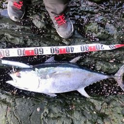 コシナガマグロ