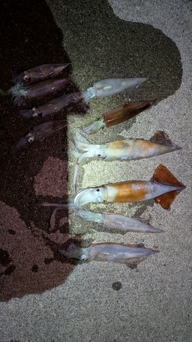 イカの釣果