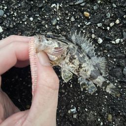 タケノコメバル