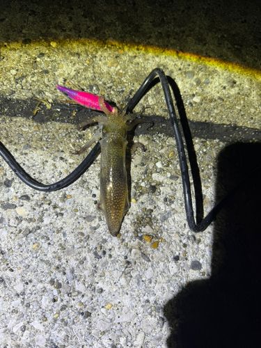 船橋港親水公園