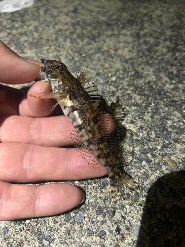 アナハゼの釣果