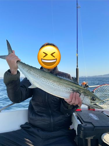 サワラの釣果