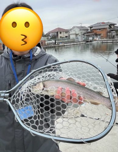 ニジマスの釣果