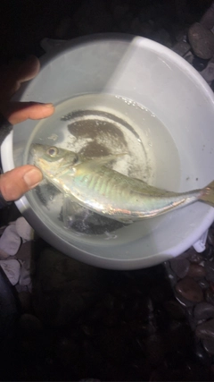 マアジの釣果
