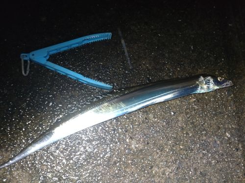 タチウオの釣果