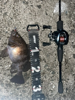 シロメバルの釣果